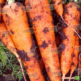 ВАК 75 F1 семена моркови Шантане (VD) (Vilmorin)