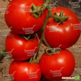 Эл Гордо F1 семена томата индет. (United Genetics)