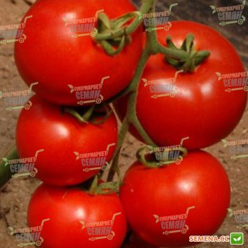 Эл Гордо F1 семена томата индет. (United Genetics)