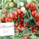 Кимберлино F1 семена томата дет. черри (United Genetics)