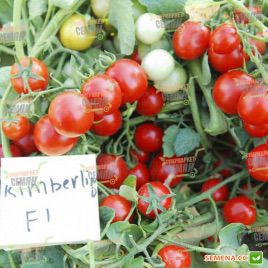 Кимберлино F1 семена томата дет. черри (United Genetics)
