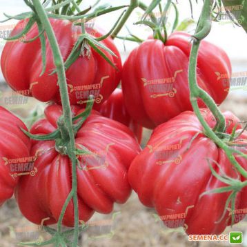 Португос F1 семена томата индет розового (United Genetics)