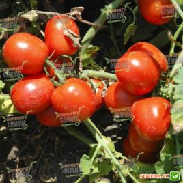 Трипл Ред F1 семена томата детерминантного (United Genetics). 