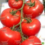 Тропикал Джем F1 семена томата дет. (United Genetics)