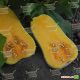 UG 205 F1 насіння гарбуза (United Genetics)