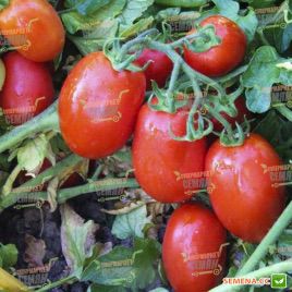 ЮГ 8168 F1 семена томата дет (United Genetics)