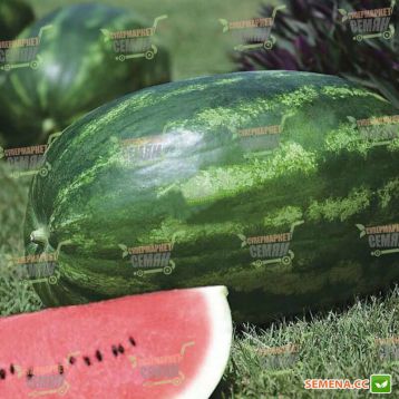 Амфион F1 семена арбуза тип Кримсон Свит (Takii Seeds)