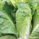 Эндуро F1 семена капусты пекинской ранней (калибр.) (Takii Seeds)