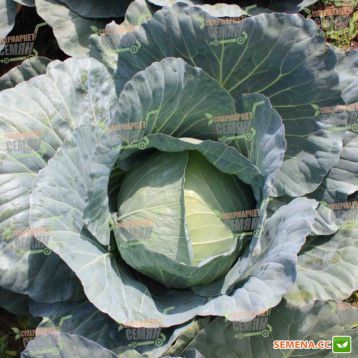 Глоуб Майстер F1 (Компас F1) насіння капусти б / к середньої (Takii Seeds)