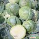 Глоуб Майстер F1 (Компас F1) насіння капусти б / к середньої (Takii Seeds)