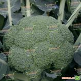 Квинта F1 семена капусты брокколи (Taki Seeds) 