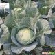Отм Квін F1 капуста б / к середньоранньої (Takii Seeds)