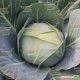 Отм Квін F1 капуста б / к середньоранньої (Takii Seeds)