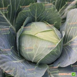 Отм Квін F1 капуста б / к середньоранньої (Takii Seeds)