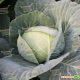 Отм Квін F1 капуста б / к середньоранньої (Takii Seeds)