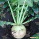 Ред Мит семена редьки (Takii Seeds)