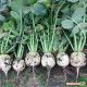 Ред Мит семена редьки китайской 60-70 дн. 300 гр. окр. (Takii Seeds)