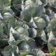 Структа F1 семена капусты б/к среднепоздней 110 дн. 2-3 кг окр. (Takii Seeds)