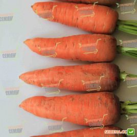 Танжерина F1 (T-825 ) семена моркови Шантане (Takii Seeds)