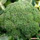 TBR 508 F1 семена капусты брокколи средней 80-85 дн 1-1,2 кг (Taki Seeds) 