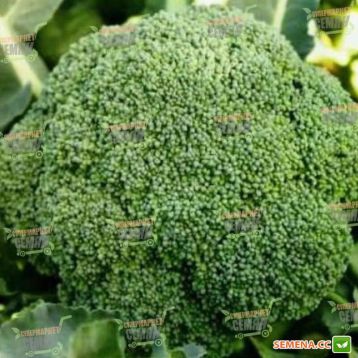 TBR 508 F1 семена капусты брокколи средней 80-85 дн 1-1,2 кг (Taki Seeds) 