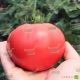 ТЕХ 2720 F1 семена томата индет. розового (Taki Seeds)