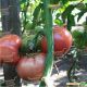 ТЕХ 2721 F1 семена томата индет. розового (Taki Seeds)
