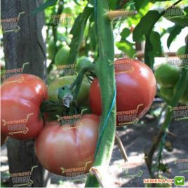 ТЕХ 2721 F1 семена томата индет. розового (Taki Seeds)