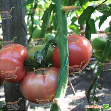 ТЕХ 2721 F1 семена томата индет. розового (Taki Seeds)