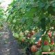 ТЕХ 2721 F1 семена томата индет. раннего 90-100 дн. окр. 220-250 гр. роз. (Taki Seeds)
