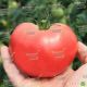 ТЕХ 2721 F1 семена томата индет. раннего 90-100 дн. окр. 220-250 гр. роз. (Taki Seeds)