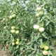 ТЕТМ 010 F1 семена томата индет. розового (Taki Seeds) (250 сем.)