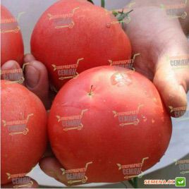 ТЕТМ 010 F1 семена томата индет. раннего 85-100 дн. окр. 200-220 гр. роз. (Taki Seeds) НЕТ ТОВАРА