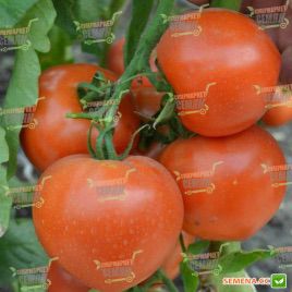 Риксос F1 семена томата дет раннего окр с нос 170-210г (Solare Sementi)