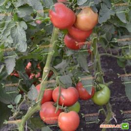 ТS 02-0857 F семена томата индет раннего окр-прип розового 220-230г (Solare Sementi)