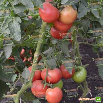ТS 02-0857 F семена томата индет раннего окр-прип розового 220-230г (Solare Sementi)