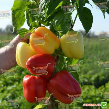 TS 09-0214 семена перца сладкого среднераннего 100-110дн 170-220гр (Solare Sementi)