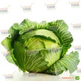 Капуста белокочанная Брауншвайгер
