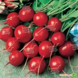 Эспрессо F1 семена редиса (Satimex)