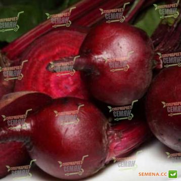 Гранат семена свеклы столовой (SX)