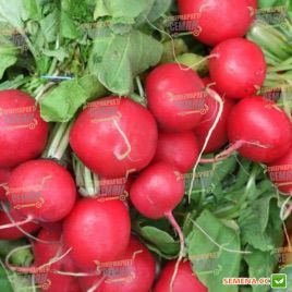 Корунд семена редиса (Satimex)