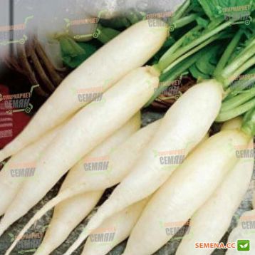 Льодяна бурулька насіння редиски (Satimex)