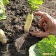 Льодяна бурулька насіння редиски (Satimex)