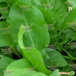 Широколистий семена щавля (Satimex)