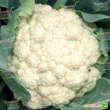 Униботра семена капусты цветной средней 80-90 дн. 2-2,5 кг бел. (Satimex КЛ)