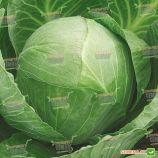 Золотий Гектар насіння капусти білокачанної (SX)