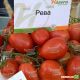 Рева F1 семена томата индет. раннего 100-120 гр. слив. (Hazera)