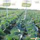 Агрессор F1 семена капусты б/к среднепоздней 110-120 дней 3-5 кг окр. (Syngenta)
