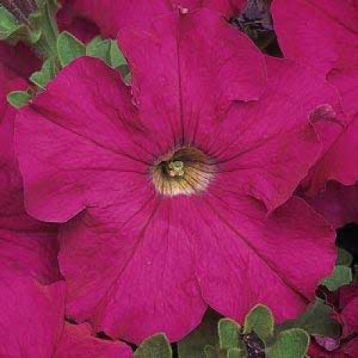 Петунія Дримс F1 burgundy (бургунді)