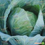 Вестри F1 семена капусты б/к средней (Seminis)